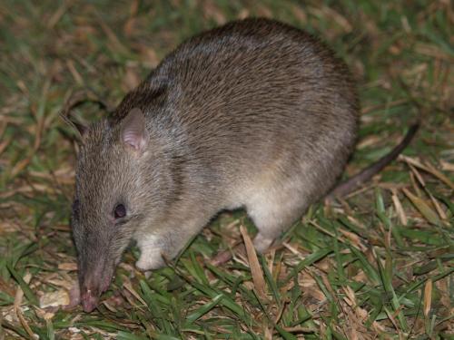 Long-nosed Bandicoot (Perameles nasuta)