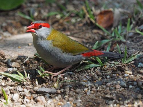 Red-browed finch