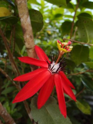 Ornamental Passionfruit (Passiflora miniata)