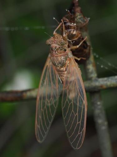 Cicada