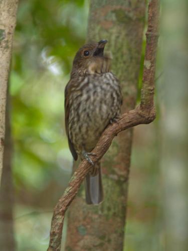 Tooth-billed bowerbird 