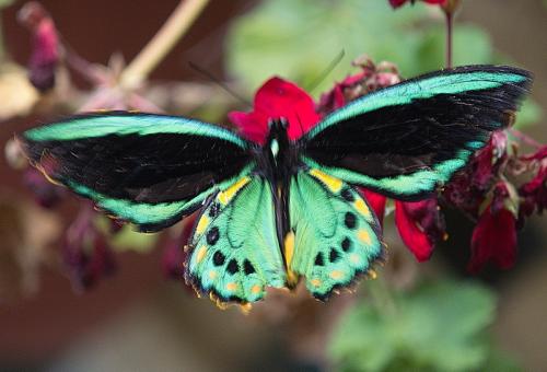 Cairns Birdwing (Ornithoptera euphorion)