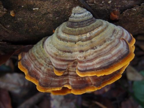 Rainbow Fungus (Microporus affinus)