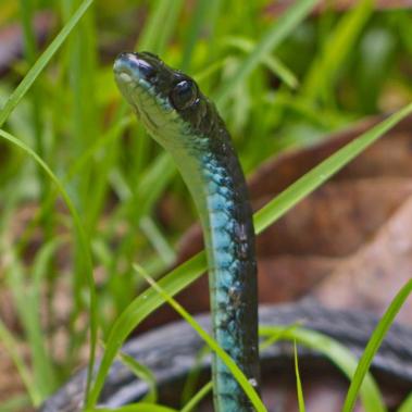 Green Tree Snake (Dendrelapis punctulata)