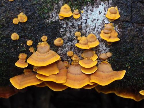 Rainbow Fungus (Microporus affinus)