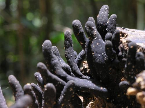 Dead man's fingers (Xylaria polymorpha)