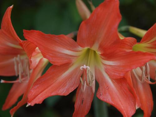 Hippeastrum 