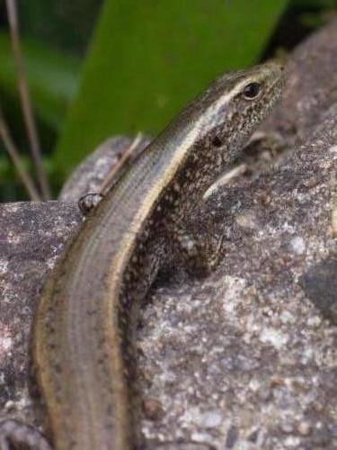 Eastern water skink (Eulamprus quoyii)