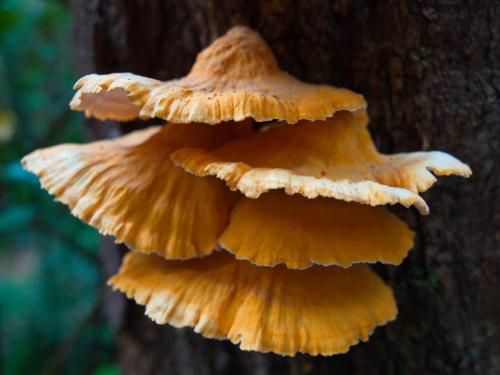 Chicken of the Woods (Laetiporus sulphureus)