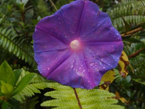 Morning Glory(Impomea sp)