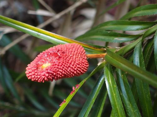 Climbing Pandan (Freycinetia excelsa) fruit