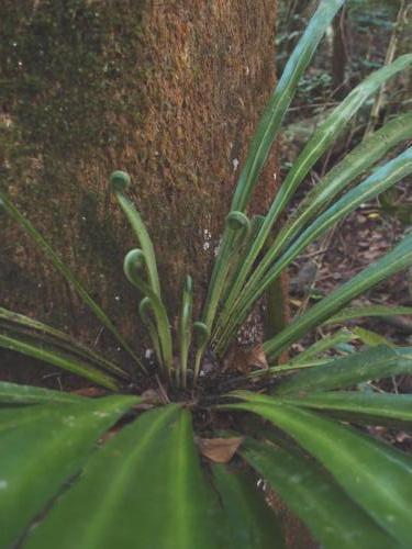 Tropical Bird's Nest Fern (Asplenium simplicifrons)