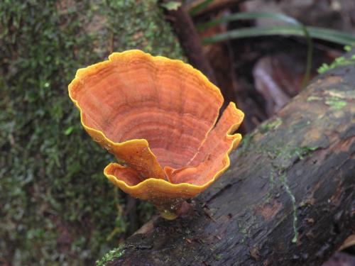 Golden Curtain Crust (Stereum ostrea)