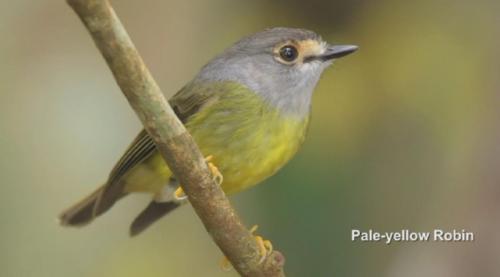 Pale yellow robin