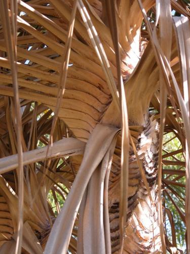 Pandanus 1