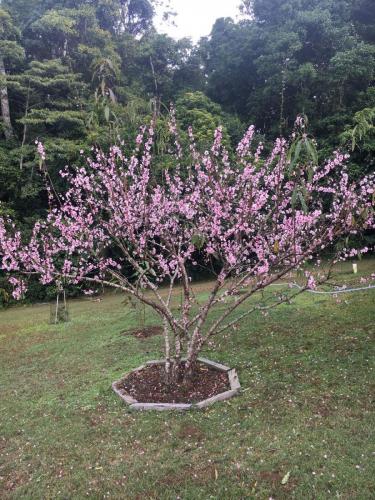 Peach Tree in blossom 