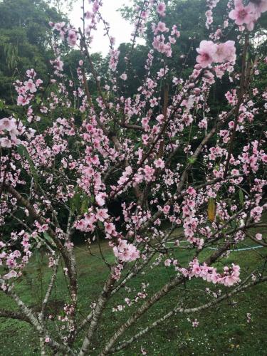 Peach blossom 2