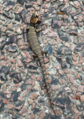 Juvenile Pink-tongued Skink (Cyclodomorphus gerrardii)