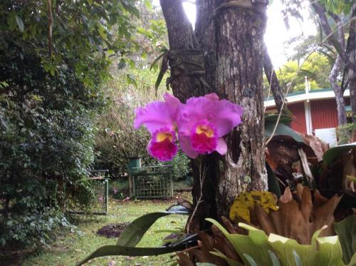 Pink Madonna orchid (Cattleya trianaei)