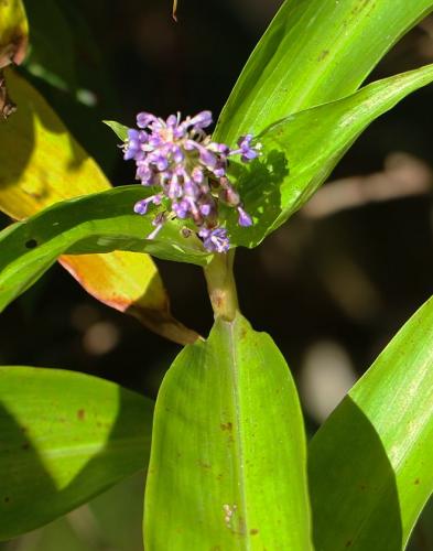 Pollia (Pollia macrophylla) with purple flowers CCby SA 4.0 Peter Woodard (cropped)