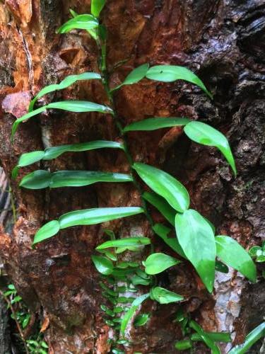 Pothos (Pothos longipes)