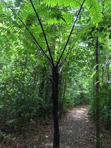 Rebeccas's Tree Fern (Cyathea rebeccae)