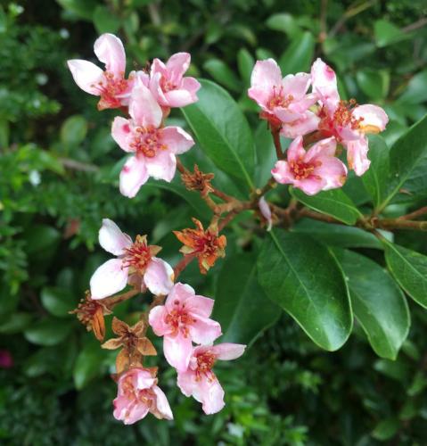 Rhaphiolepis sp. (Indian Hawthorn)