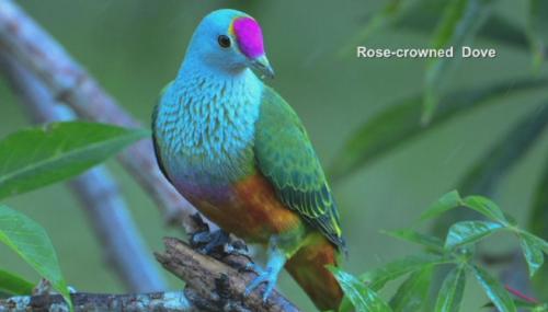 Rose-crowned dove