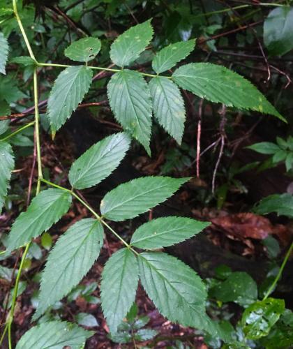 Atherton Raspberry (Rubus probus)