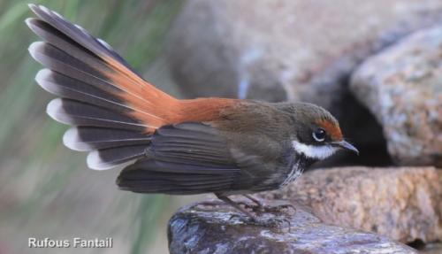 Rufous fantail