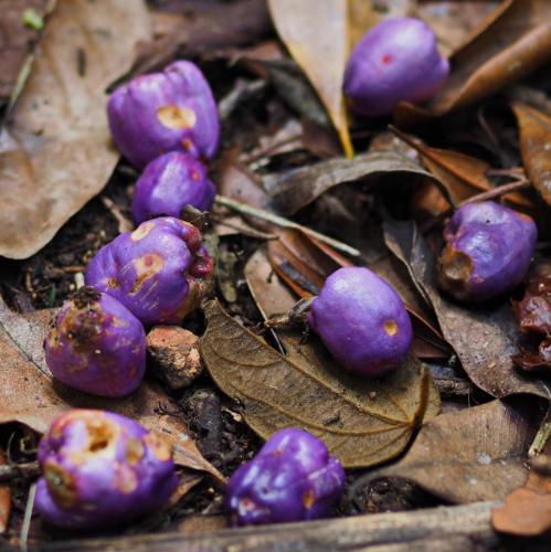 Paperbark Satinash Fruit (Syzygium papyraceum)