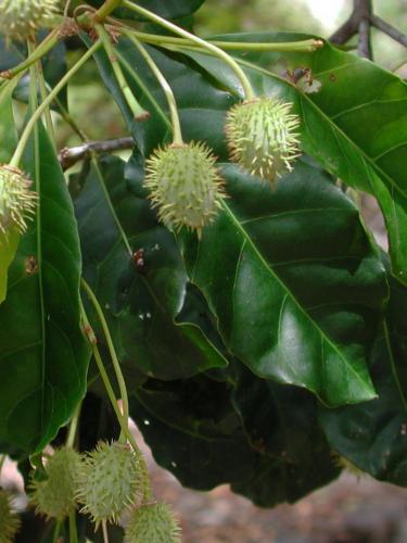 Maiden's Blush fruit (Sloanea australis) 
