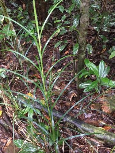 Sedge (Cyperus sp)