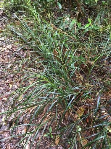 Sedge (Cyperus sp)