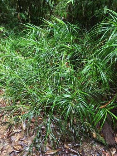 Sedge (Cyperus sp)