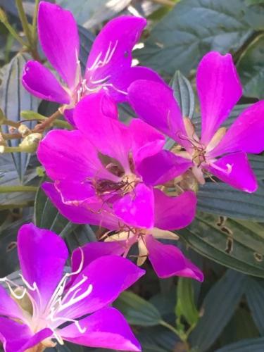 Tibouchina