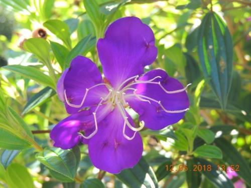 Tibouchina