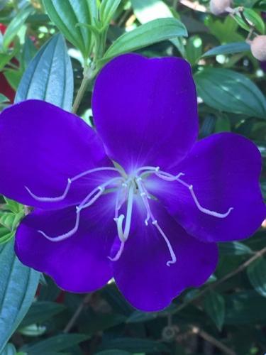 Tibouchina