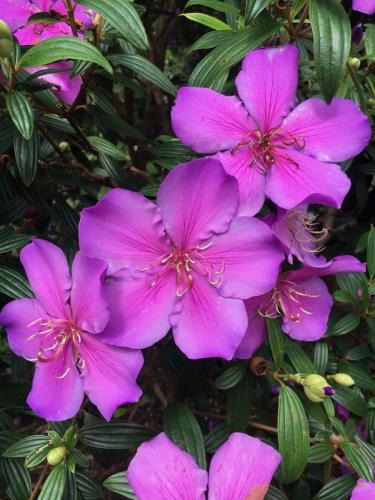 Tibouchina Chameleon 