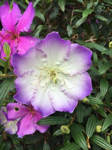 Tibouchina Chameleon 