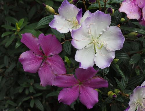 Tibouchina mutabilis