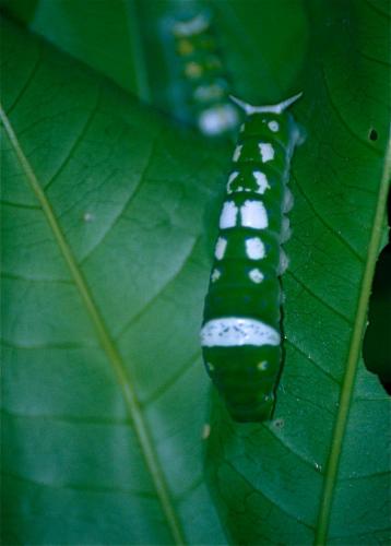 Ulysses Butterfly caterpillar (Papilio ulysses)