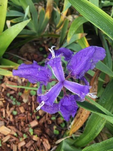 Blue Walking Iris (Neomarchia caerulea)