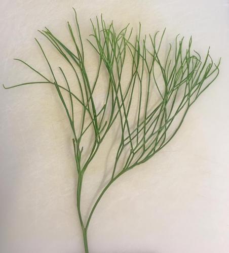 Whisk Fern (Psilotum nudum)