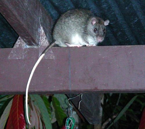 White-tailed rat (Uromys caudimaculatus) (c) Bronwen Scott