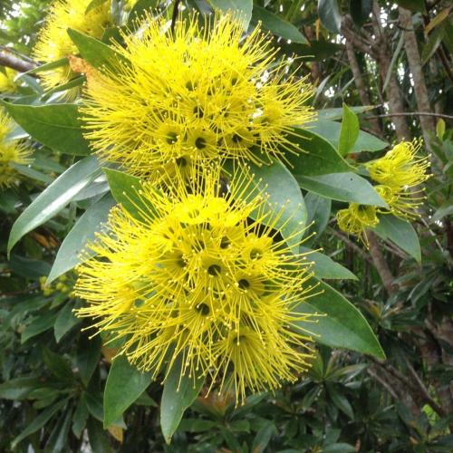 Golden Penda(Xanthostemon chrysanthus)