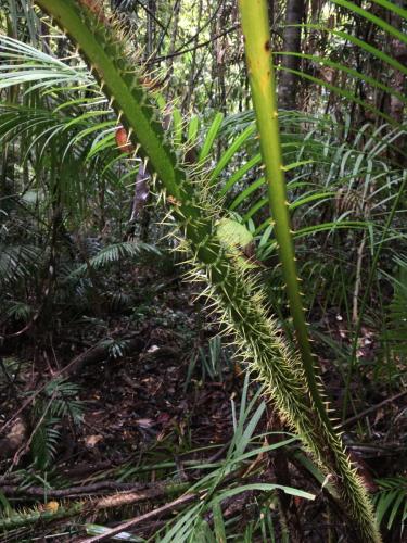 Yellow Lawyer Cane (Calamus moti)