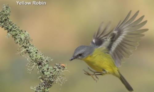 Yellow Robin