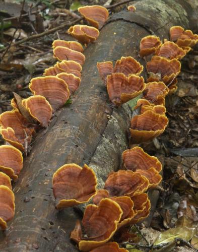 Golden Curtain Crust (Stereum ostrea)