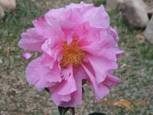 Large Camelia flower